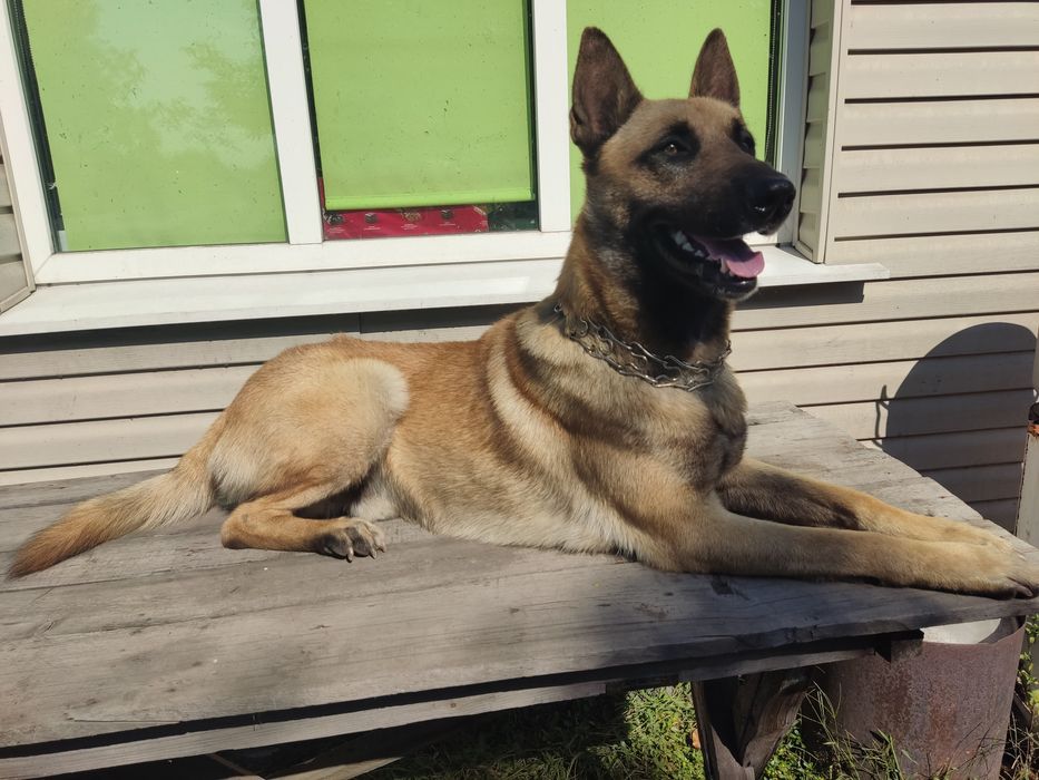 Бельгийская овчарка, малинуа. Вязка!