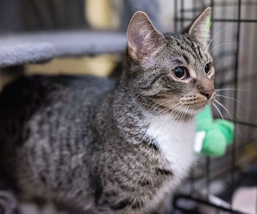 Foczka - młodziutka koteczka szuka domu