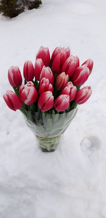 Тюльпани зріз, оптом.