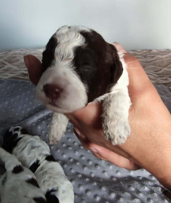Lagotto Romagnolo hod. Green Marina ZKwP/FCI