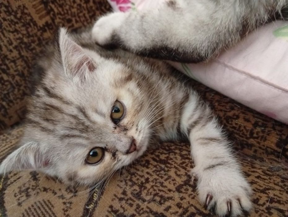 Продам шотландских котят