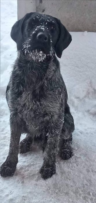 Вязка Дратхаар В'ЯЗКА