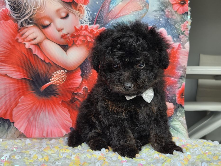 Maltipoo piesek certyfikat, paszport badania genetyczne