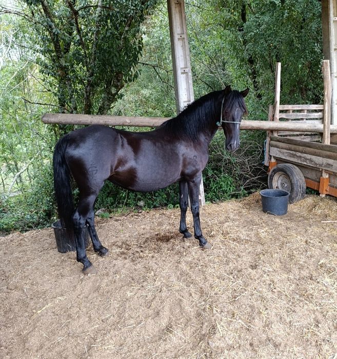 Éguapuro sangue lusitano