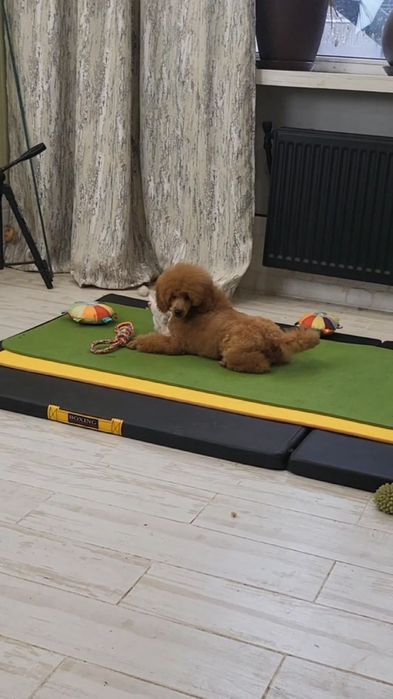 Пудель медиум(средний)