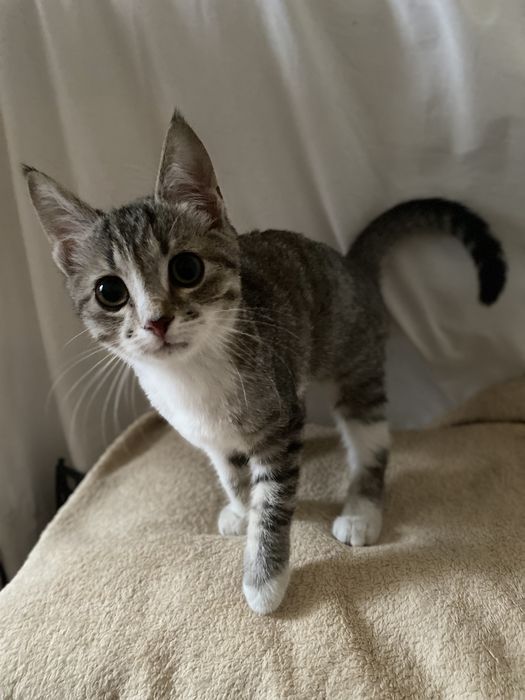 Кошенятко Лілі до люблячого серця