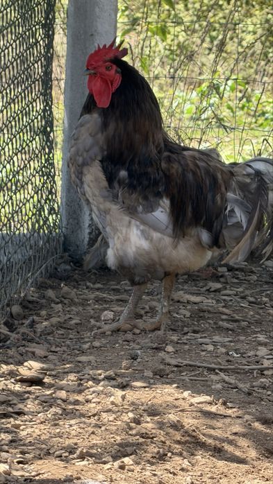 Vende-se casal ou trio de leghorn, Pedres, Cornish, la bresse Gauloise, Jersey Gigante, Malines