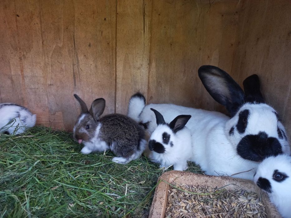 Króliki młode (3 tyg.+) Cena do ustalenia (40zł+)