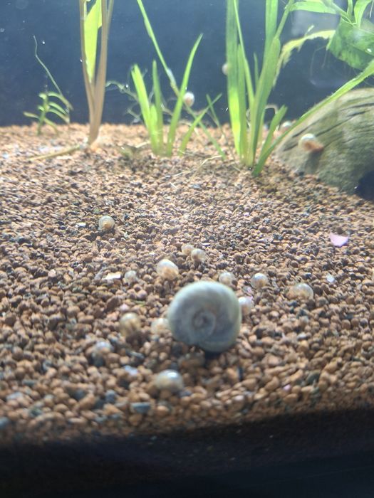 Dou Caracois planorbis