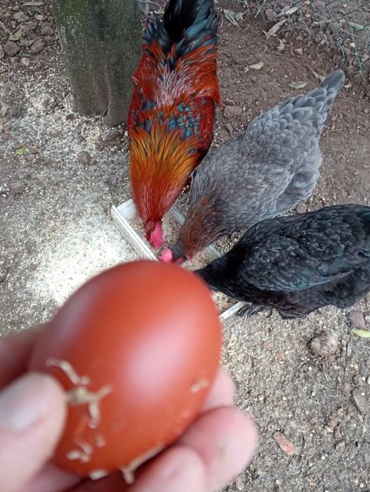 Marans - ovos férteis