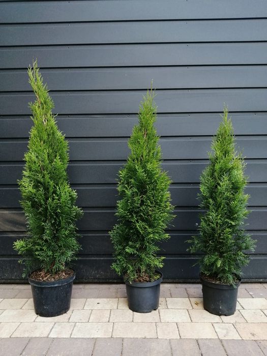 Tuja Thuja Szmaragd 5L 90-100cm!
