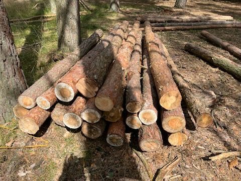 Stemple drewniane 3m/słupy ogrodzeniowe / żerdzie / drewno tartaczne