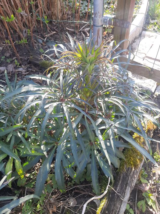 Ciemiernik  bordowy i cuchnący