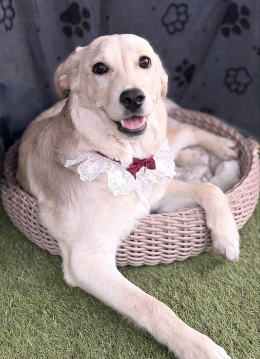 Лабродор дівчинка цуценя