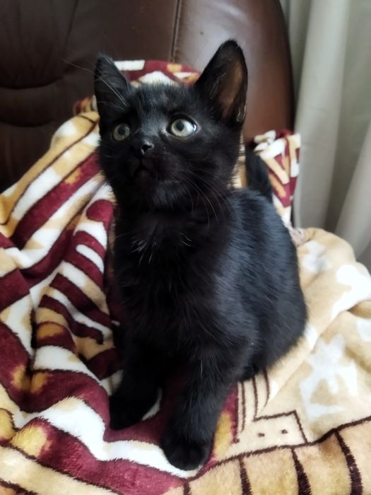 Oddam śliczne  Kocięta