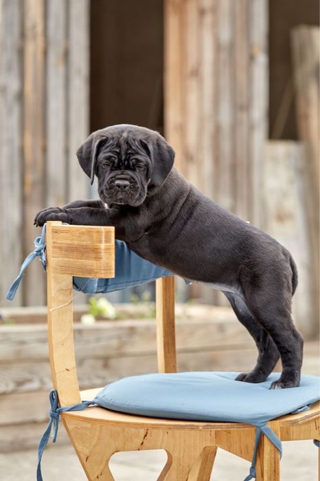 Цуценята кане корсо КСУ