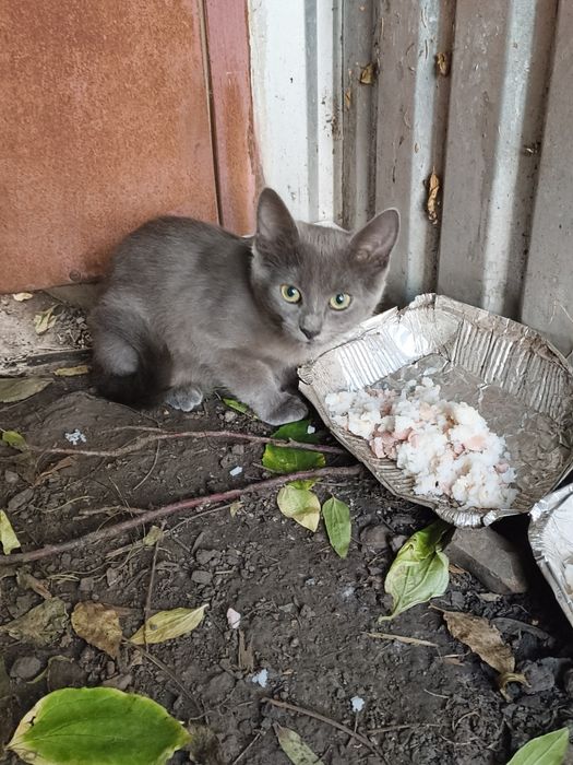 Котик шукає домівку