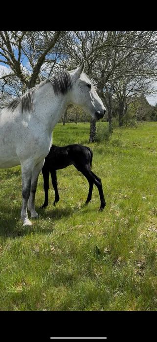 Poldro Livro Azul-Ussíles