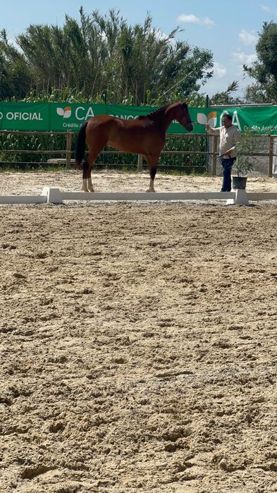 Poldro lusoarabe 4 anos 1,65