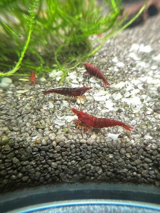 Krewetki Neocaridina Bloody Mary
