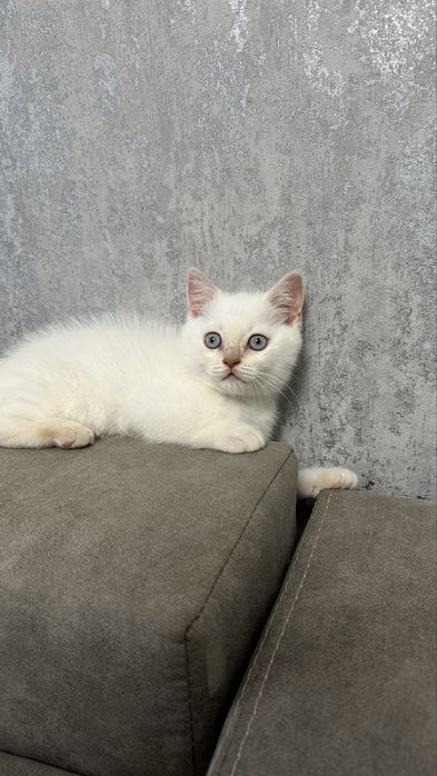 Британський котик