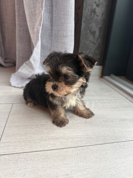 Szczeniaki morkie