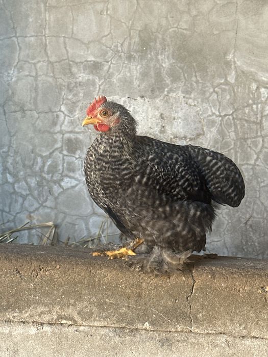 Garnizé Pekin (bantam) puro