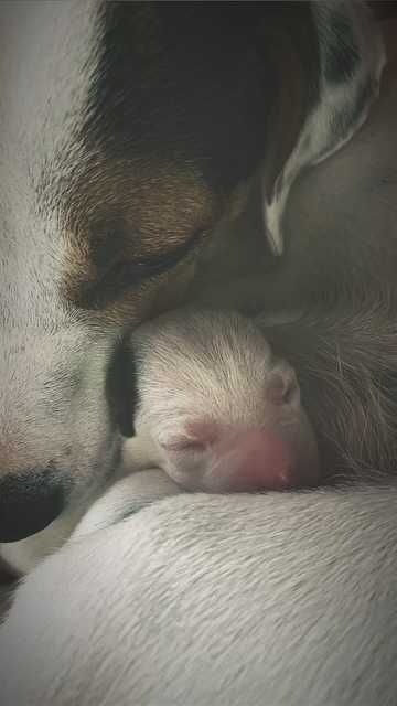 Parson Russell Terrier ZKwP/FCI – samiec Aramis, hodowla Abbey Road Hunters