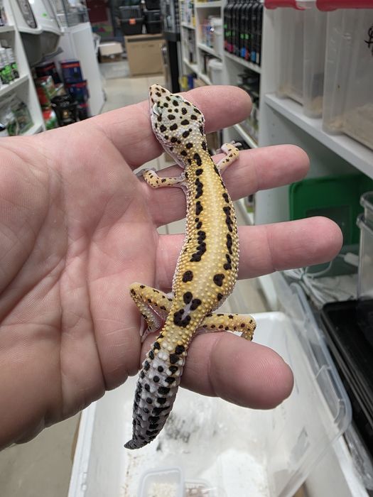 Gekon lamparci Stripe w Gruby Kocur sklep zoologiczny