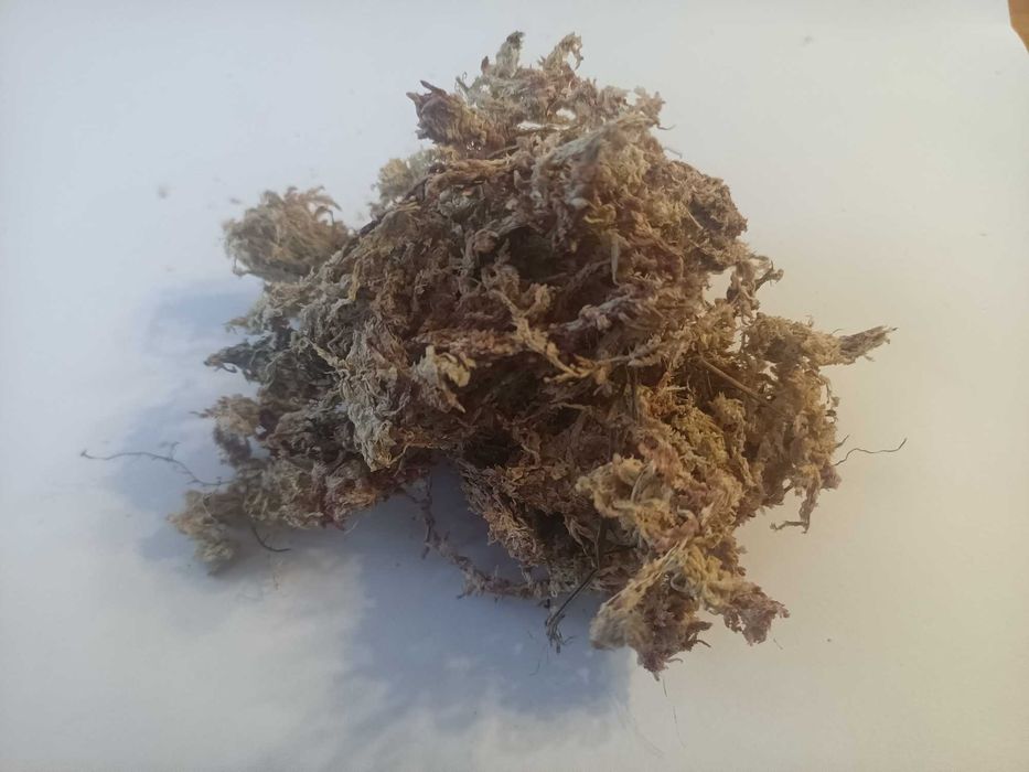 Mech sphagnum podłoże utrzymujące wilgoć 1 litr