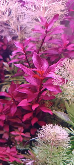 Pack de plantas de aquário