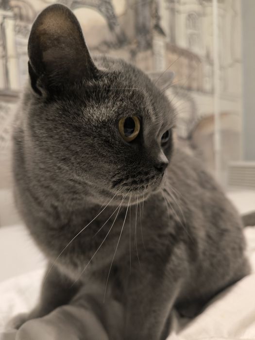 Котик, Британської породи.