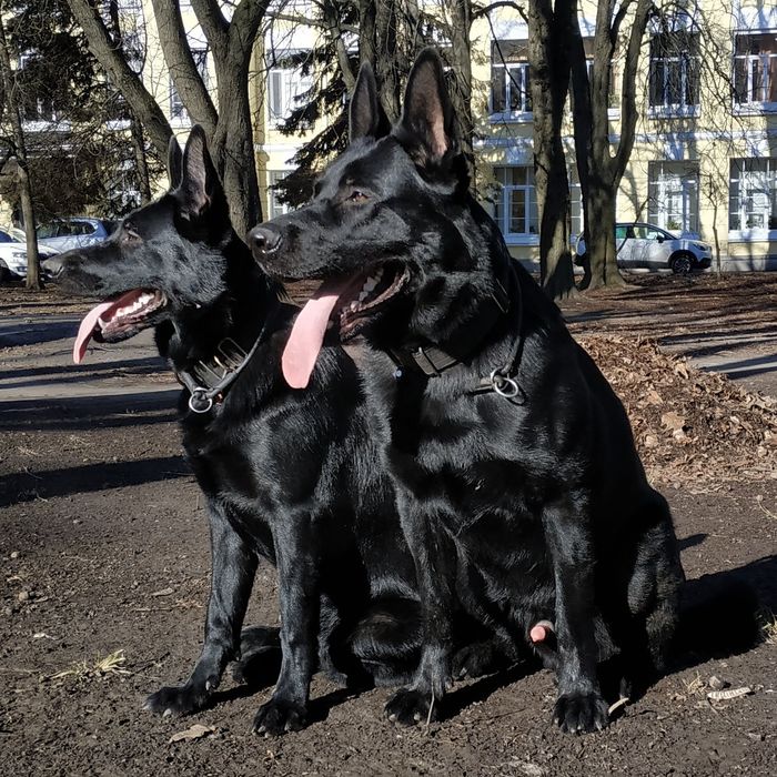 Чёрный кобель немецкая овчарка рр - вязки. (Щенки)
