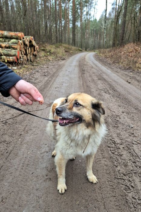 Pokochaj Idzię - spokojną sunię