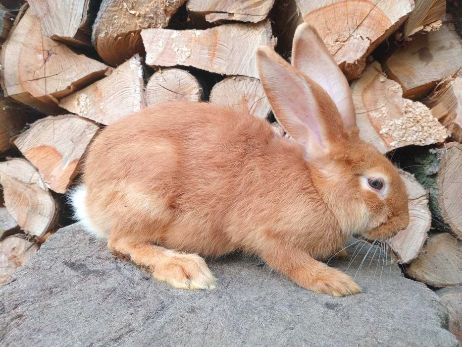 Кролі різних порід