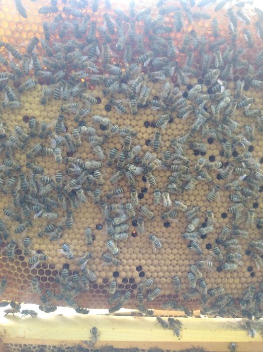 Продам бджолопакети. Карніка.Бджоли.Бджолосімї.