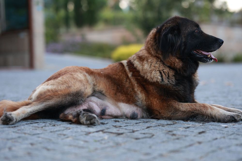 Cachorro (a) Serra da Estrela