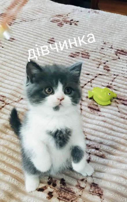 Кошенята шотландські