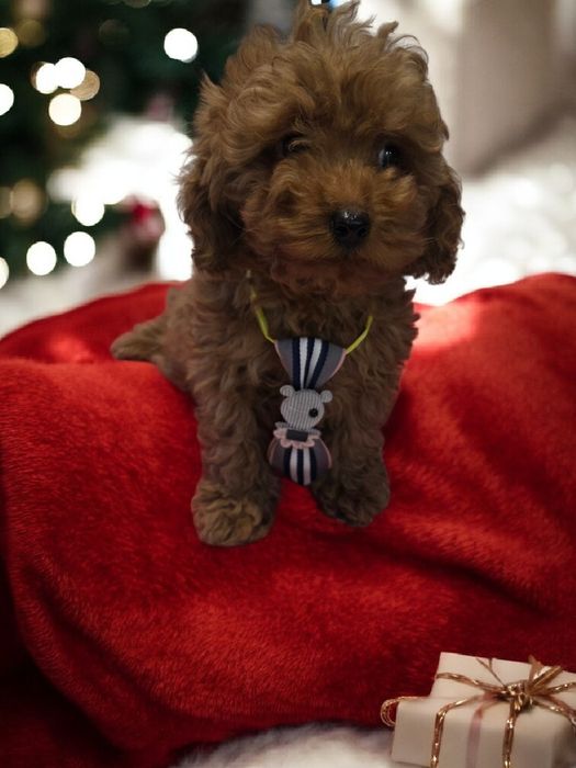 Pudel Toy miniaturka samiec po 2 szczepieniu do odbioru bad genetyczne