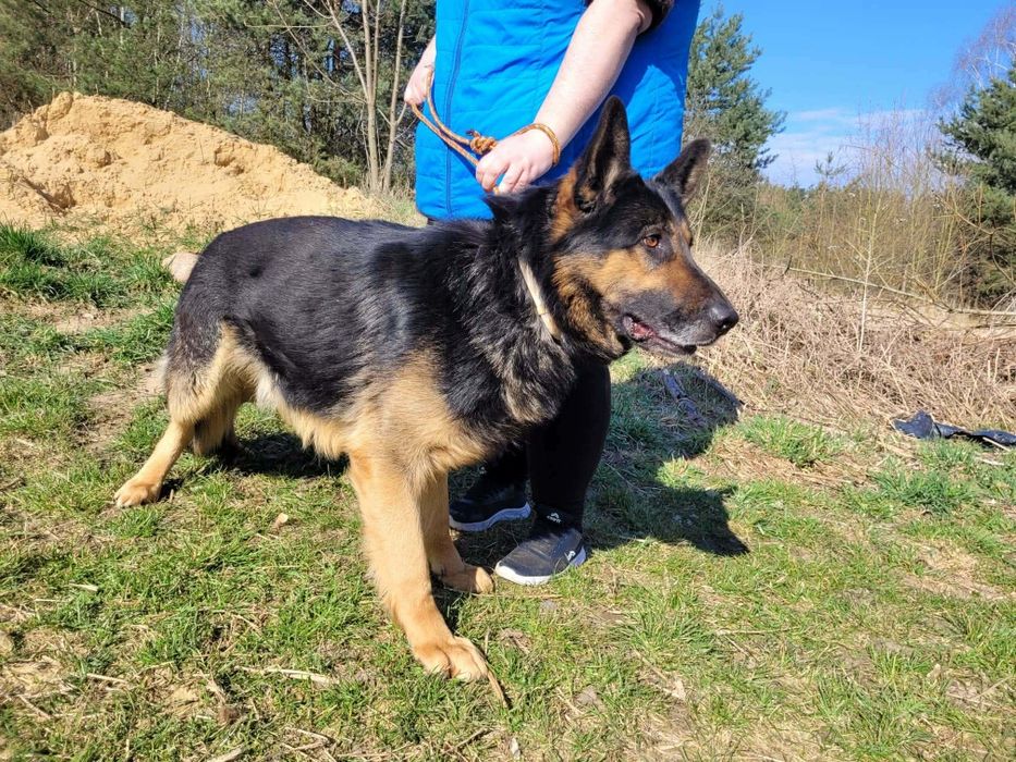Hugo w typie ON do adopcji