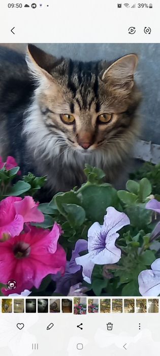 кошеня в добрі руки