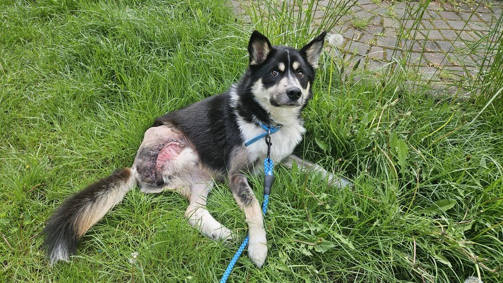 Особливий песик шукає дім!