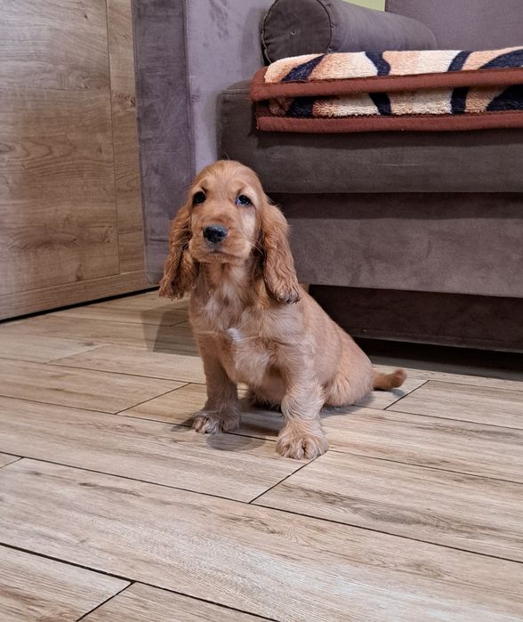 Cocker spaniel angielski piesk