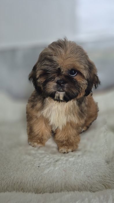 Shih Tzu śliczna suczka