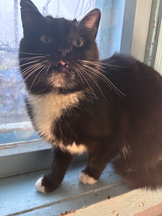 ‼️ Кішка у добрі руки ‼️