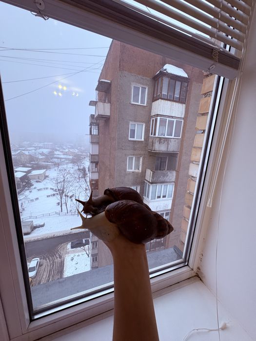 Равлики ахатини фулика