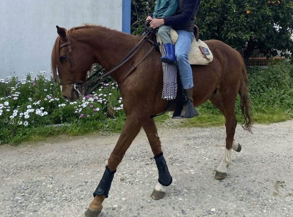 Cavalo Lazaode confiança Bem Montado