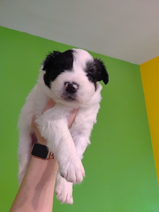 Border collie || szczeniaki — pies || Kosair Spirit