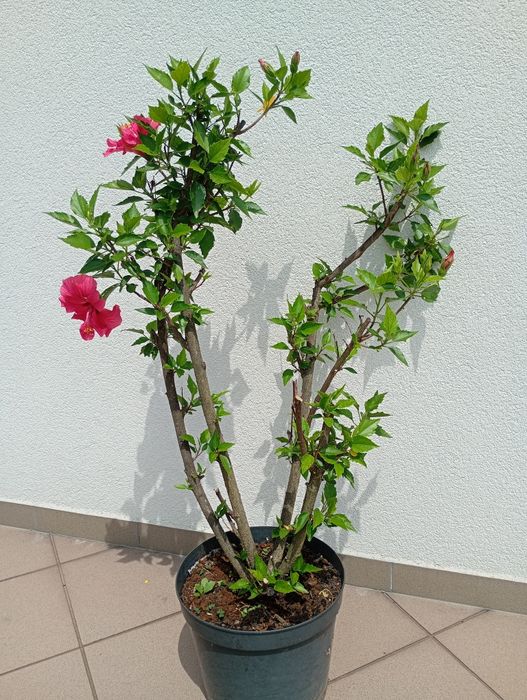 Hibiskus  wys.100 cm
