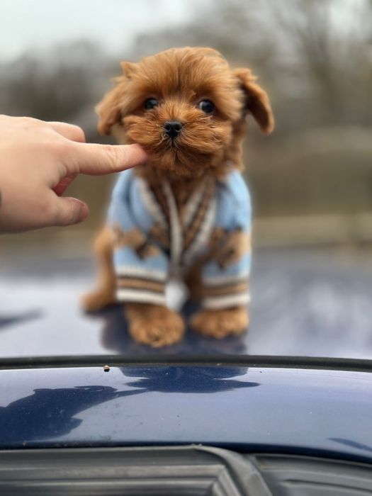 Маленьке чудо мальтіпу. Мальтипу цуцики: